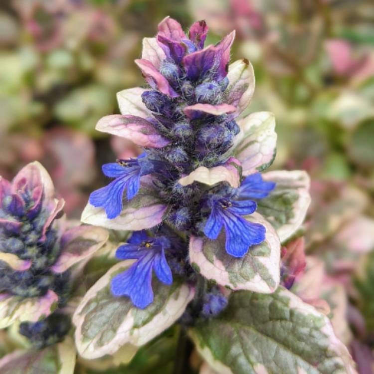 Plant image Ajuga reptans 'Burgundy Glow'