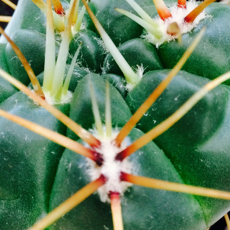 Ferocactus Stanesii syn. Ferocactus stainesii : Ferocactus pilosus ; Ferocactus pringlei