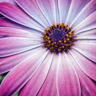 Osteospermum