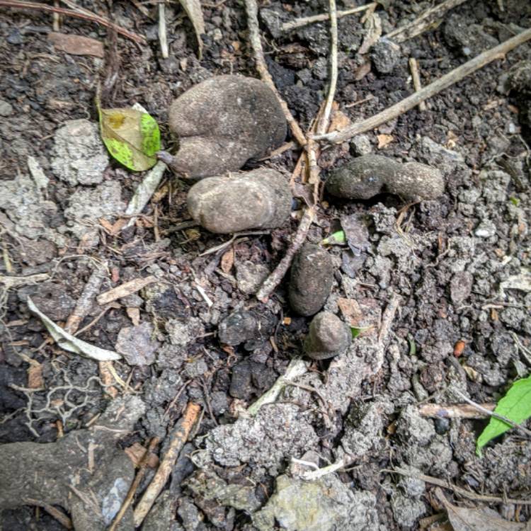 Plant image Xylaria polymorpha