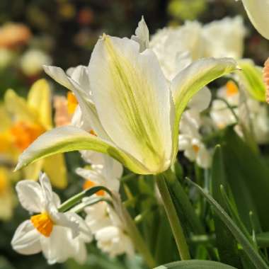 Tulipa 'Greenstar'