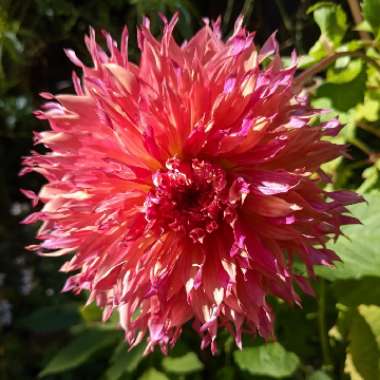 Dahlia 'Myrtle's Folly'