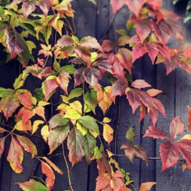 Parthenocissus quinquefolia syn. Ampelopsis hederacea ; Ampelopsis quinquefolia