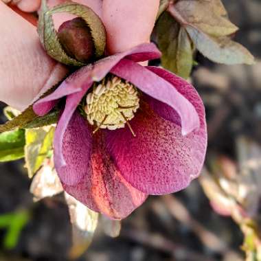 Helleborus