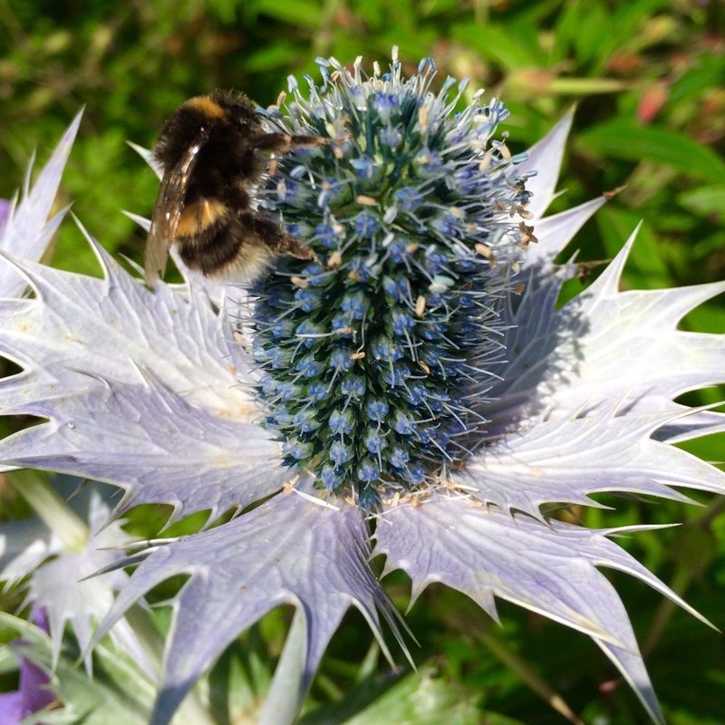 Plant image Eryngium x oliverianum