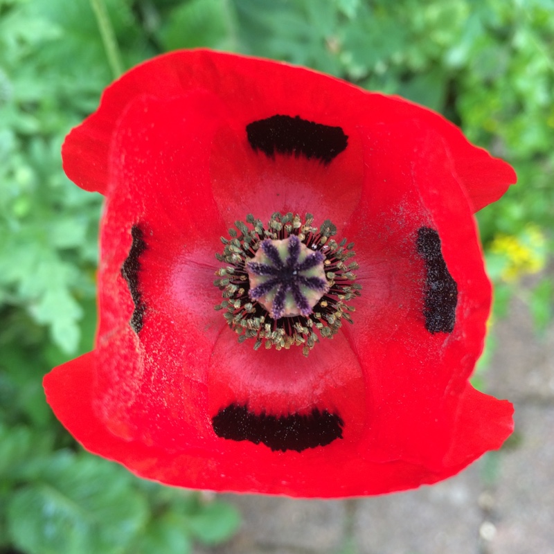 Papaver commutatum 'Ladybird'