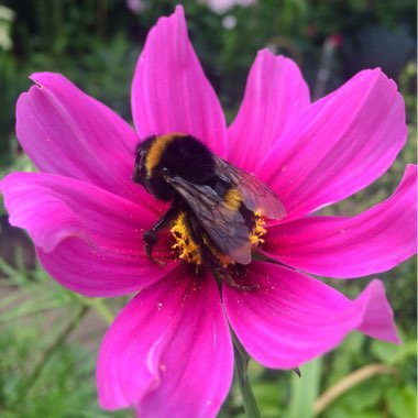 Cosmos Bipinnatus 'Sensation ' (Mixed)