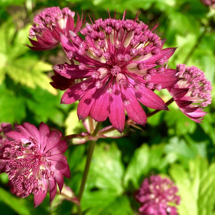 Plant image Astrantia major 'Rubra'