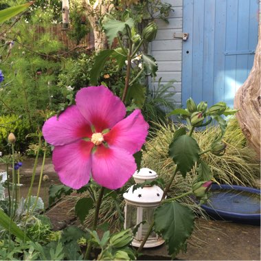 Hibiscus 'Walberton's Rose Moon'