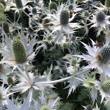 Eryngium