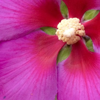 Hibiscus 'Walberton's Rose Moon'