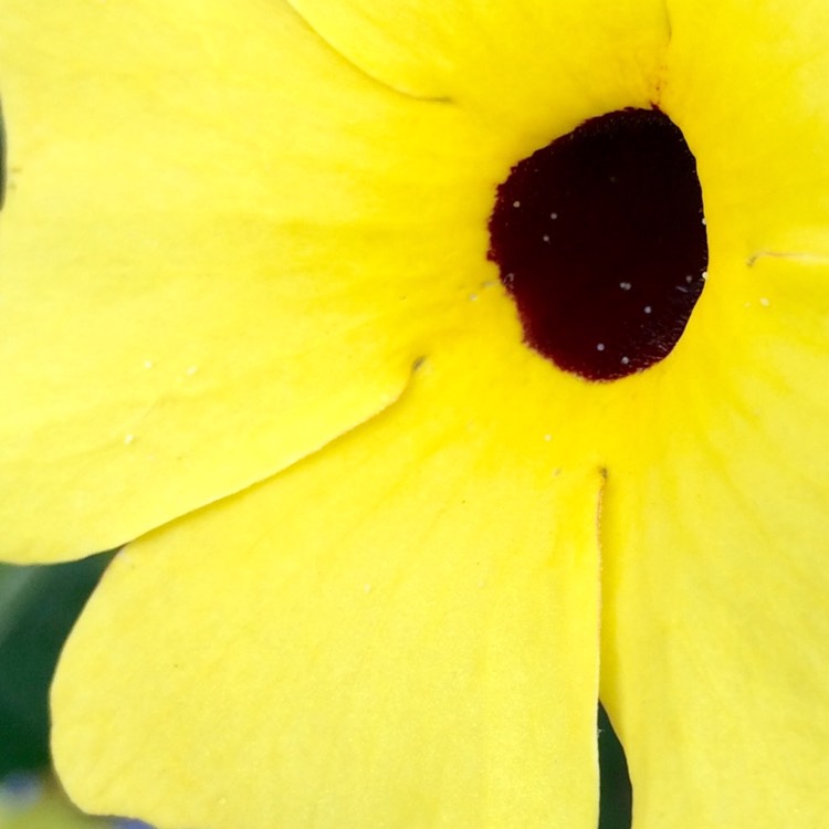 Plant image Thunbergia 'Lemon Star' syn. Thunbergia 'Sunny Lemon Star'