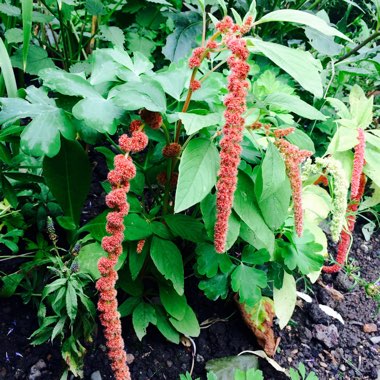 Amaranthus caudatus