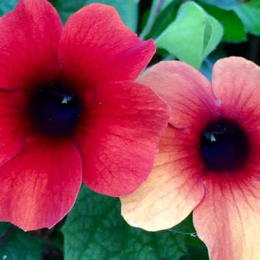 Thunbergia alata 'Arizona Glow'