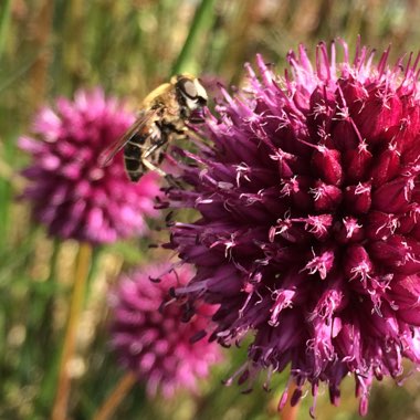 Allium sphaerocephalon