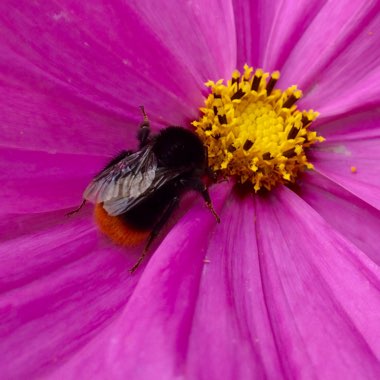 Cosmos 'Sonata Pink Blush'