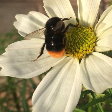 Cosmos Bipinnatus 'Sonata White'