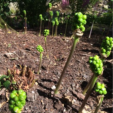 Arum italicum