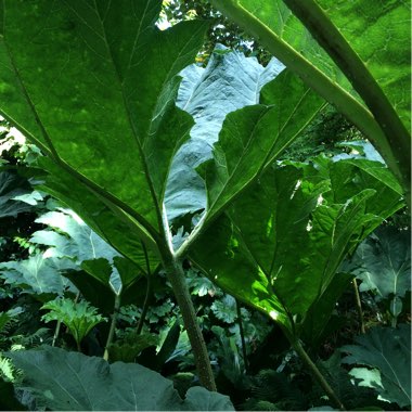 Gunnera manicata