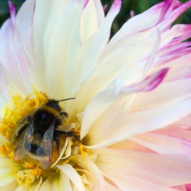 Dahlia 'Pinelands Princess'