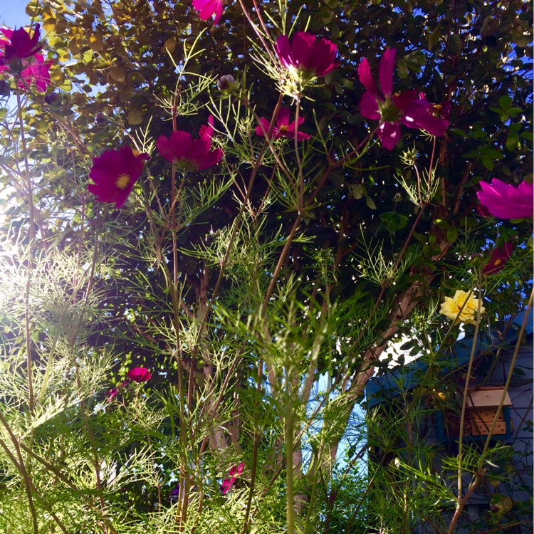 Plant image Cosmos 'Versailles Tetra'