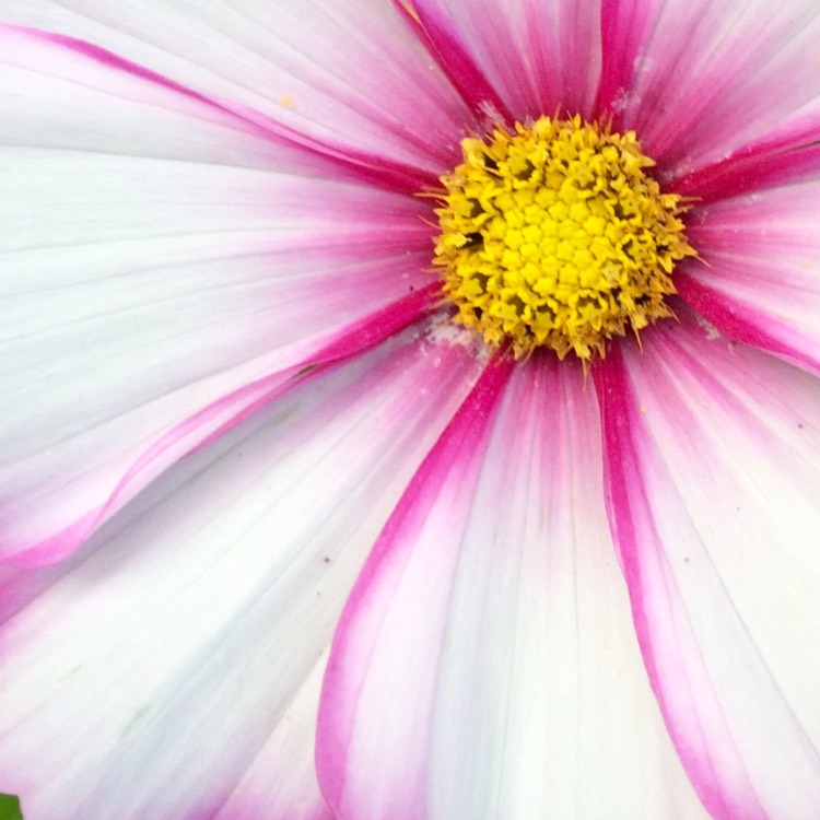 Plant image Cosmos Bipinnatus 'Candy Stripe'