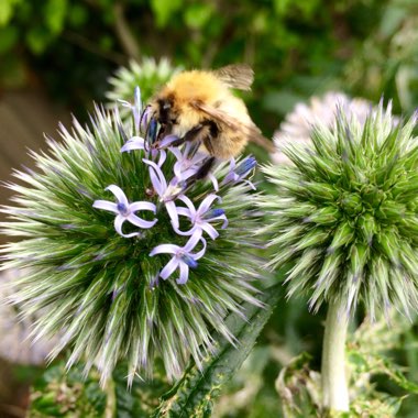 Echinops