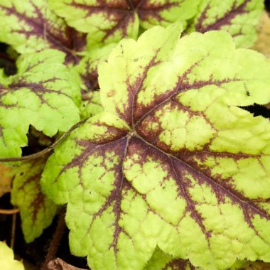 x Heucherella 'Alabama Sunrise'