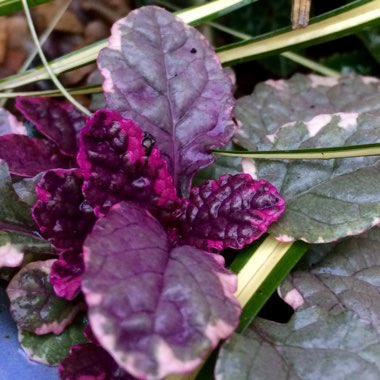 Ajuga reptans 'Burgundy Glow'