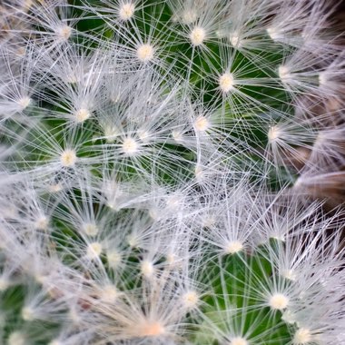 Mammillaria hahniana