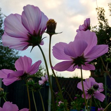 Cosmos Bipinnatus 'Sensation ' (Mixed)