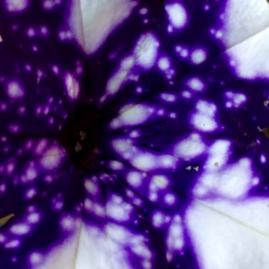 Petunia 'Kleph15313' syn. Petunia 'Night Sky', Petunia 'Headliner Night Sky'