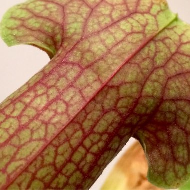 Sarracenia 'Flava'