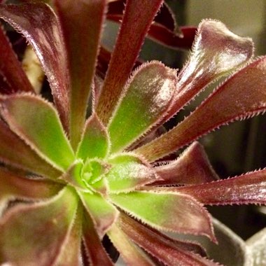 Aeonium Arboreum Zwartkop