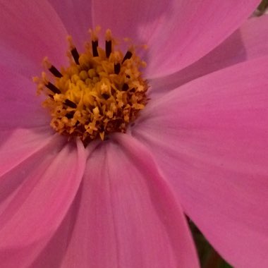 Cosmos Bipinnatus 'Sensation ' (Mixed)