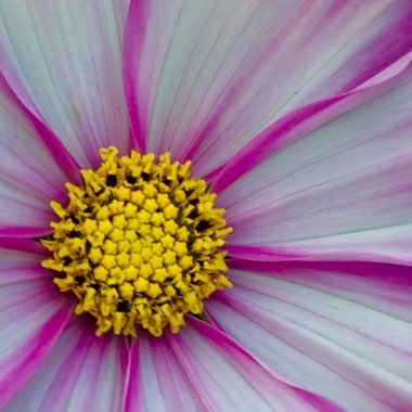 Cosmos Bipinnatus 'Candy Stripe'