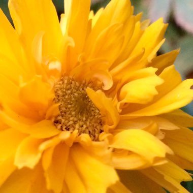 Coreopsis grandiflora 'Early Sunrise'