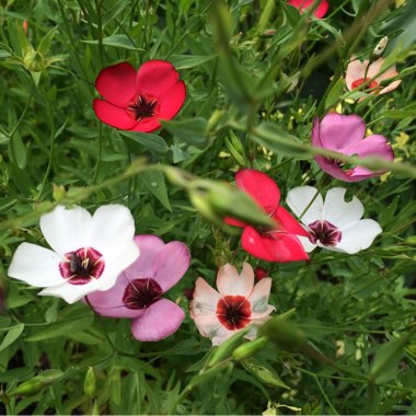 Linum grandiflorum 'Bright Eyes'