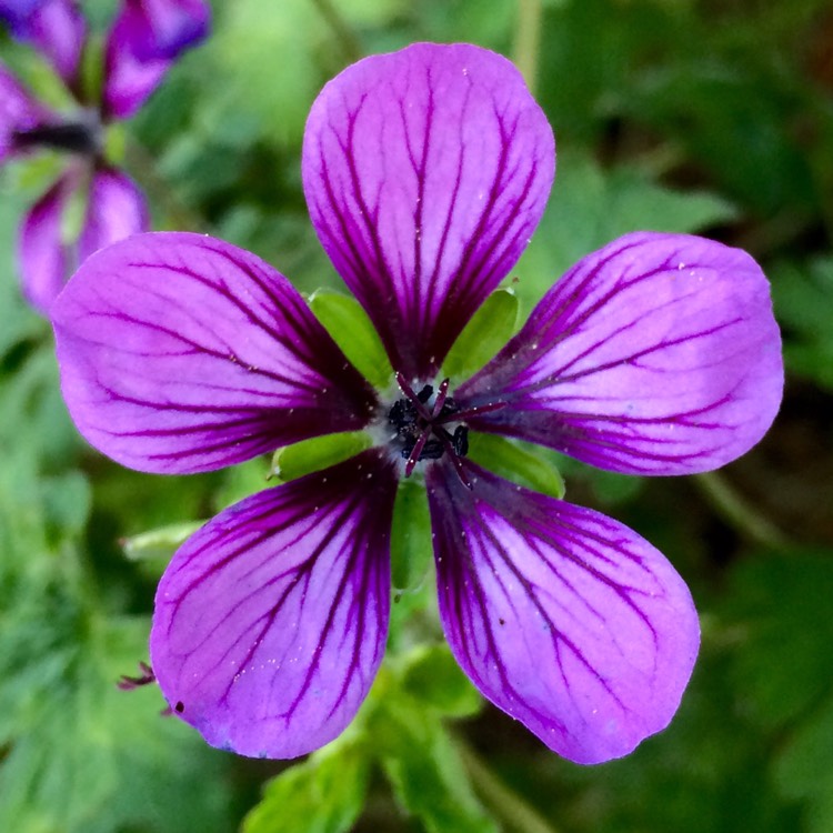 Plant image Geranium 'Ann Folkard'