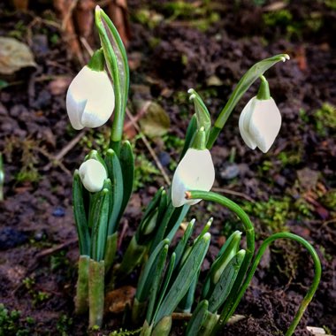 Galanthus nivalis