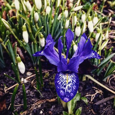 Iris histrioides 'Lady Beatrix Stanley' syn. Iris 'Lady Beatrix Stanley', Iris reticulata 'Lady Beatrix Stanley'