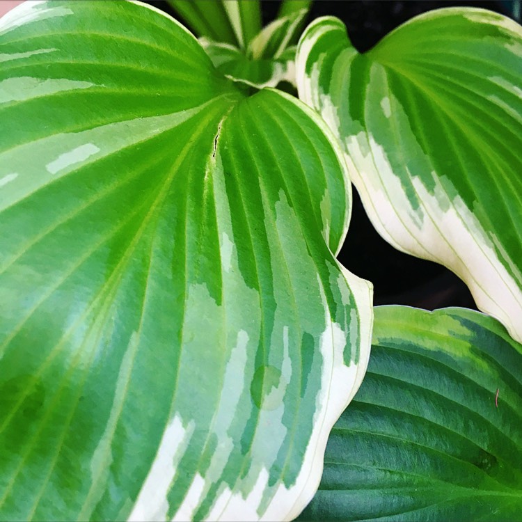 Plant image Hosta 'Aureomarginata' (ventricosa) syn. Hosta ventricosa 'Aureomarginata', Hosta 'Variegata' (ventricosa), Hosta 'Ventricosa Variegata'