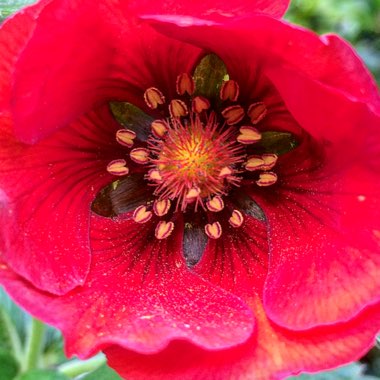 Potentilla x cultorum 'Flamenco'