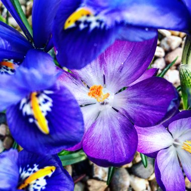 Crocus