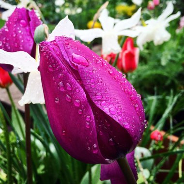 Tulipa 'Blue Heron'