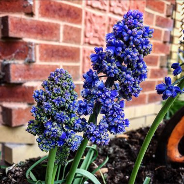 Muscari armeniacum 'Blue Spike'