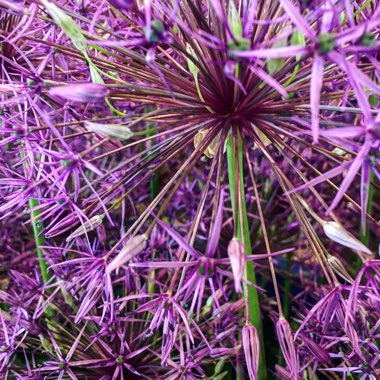 Allium cristophii