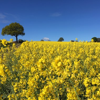 Brassica napus