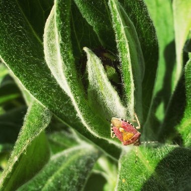 Centaurea