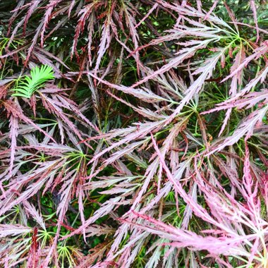 Acer palmatum